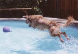dog friendly pools